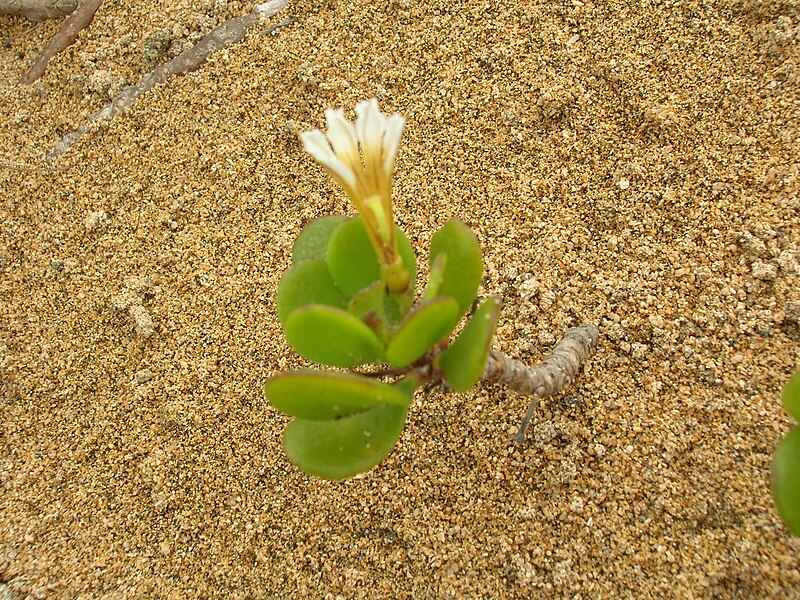 File:Starr 060329-6844 Scaevola coriacea.jpg