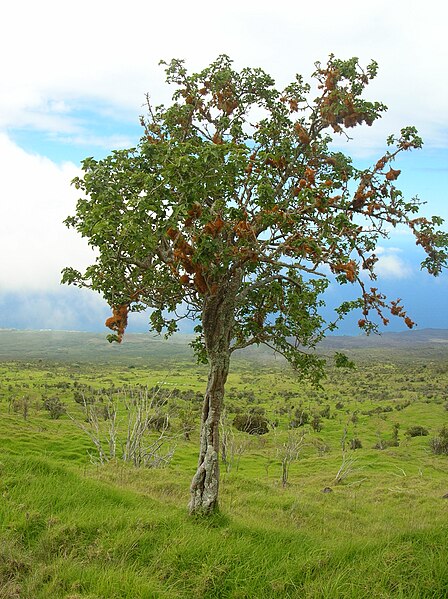 File:Starr 060429-9477 Nothocestrum latifolium.jpg