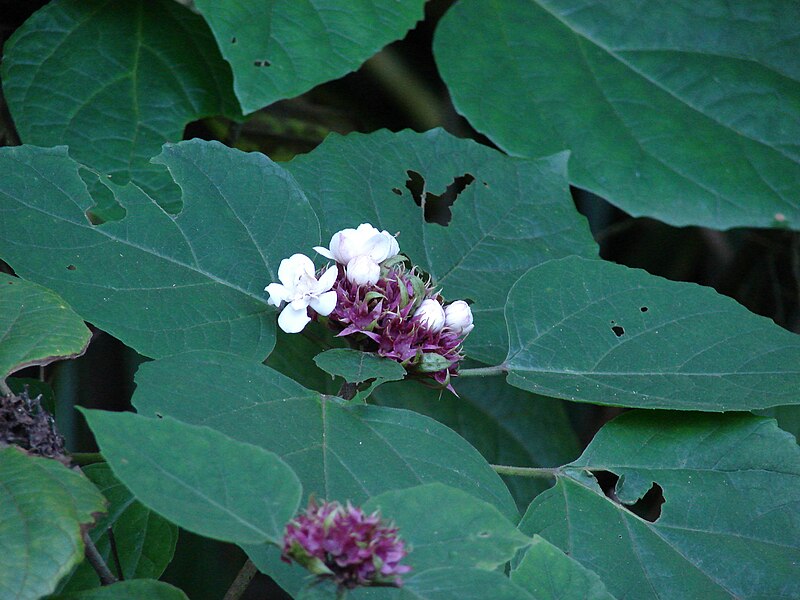 File:Starr 061212-2272 Clerodendrum chinense.jpg