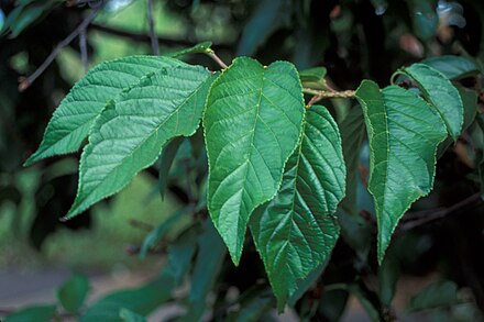 Листья вишни фото. Prunus campanulata. Prunus campanulata лист. Вишня обыкновенная лист. Вишня колокольчатая лист.