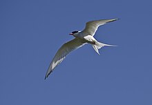 In flight near Arnarstapi Sterna paradisaea-pjt1.jpg