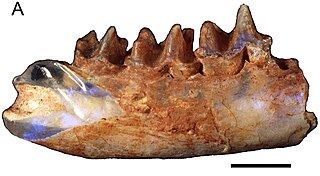 <i>Steropodon</i> Extinct genus of monotremes