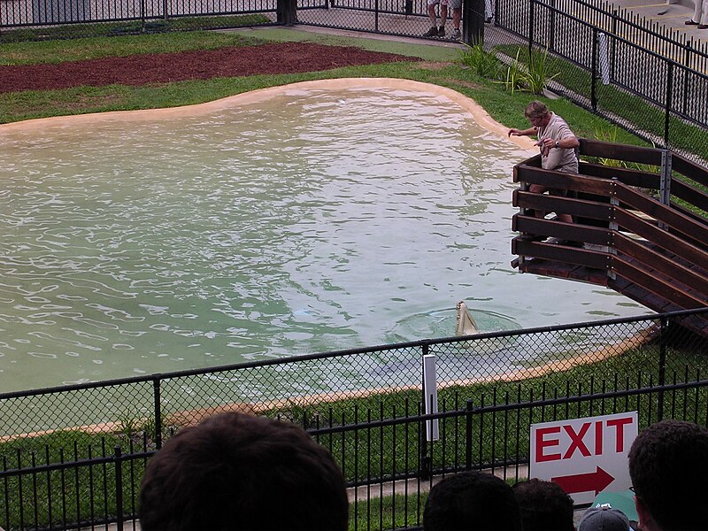 File:Steve Irwin, Crocoseum, Australia Zoo in 2003 (6).jpg