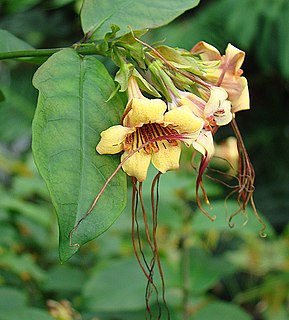 <i>Strophanthus preussii</i> Species of plant