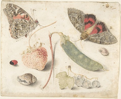 Studies of Fruits, Insects and Shells
