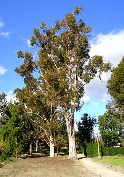 File:Sugar Gums growing next to the Wollundry Lagoon in the Victory Memorial Gardens.jpg