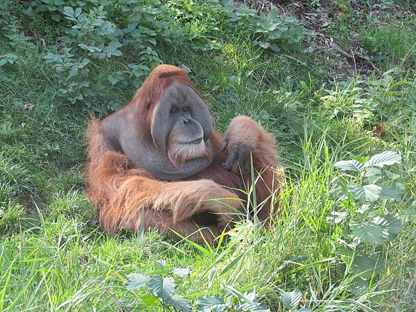 Image: Sumatra Orang Utan im Pongoland