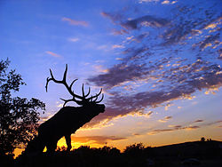 Skyline of Elk Grove