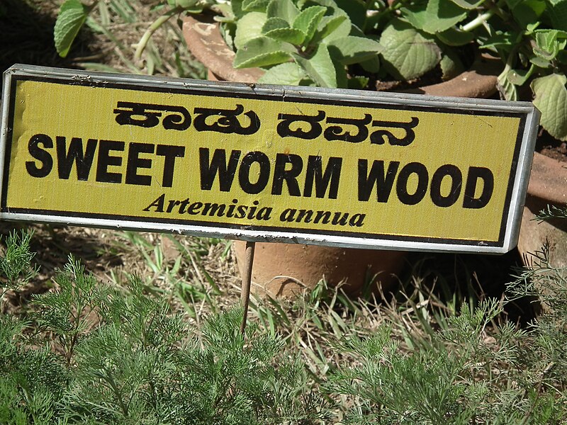 File:Sweet worm wood (Artemisia annua) from lalbagh 2279.JPG