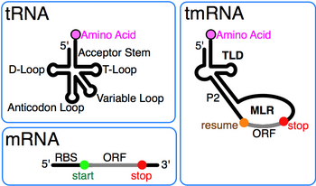 tmRNA combines features of tRNA and mRNA. TRNAmRNAtmRNAComparison.png