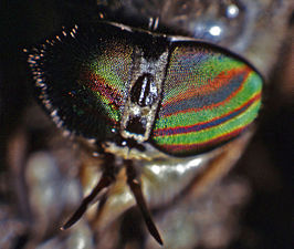 Hybomitra aterrima