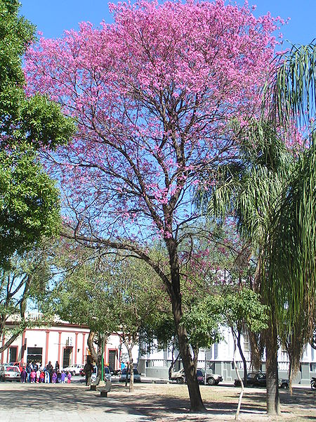 File:Tabebuia impetiginosa hábito 2.jpeg