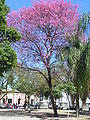 Blühender Lapacho-Baum der Art Handroanthus impetiginosus