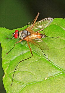 Tachinid - Cholomyia inaequipes, Leesylvania State Park, Woodbridge, Virginia (40040695441) .jpg