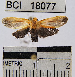 <i>Talara</i> (moth) Genus of moths