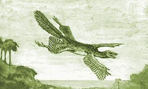 Tetrapteryx.jpg