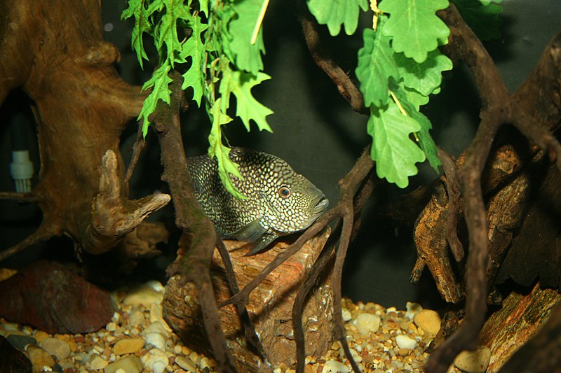 File:Texas Cichlid (Herichthys cyanoguttatus) (3152826740).jpg