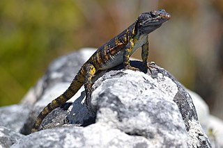 <i>Pseudocordylus microlepidotus</i> Species of lizard