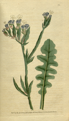 plate 71 Statice sinuata Purple Cup't Statice, or Thrift (Limonium sinuatum)