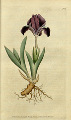 plate 9 Iris pumila Dwarf Iris