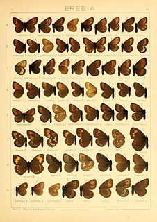 <i>Erebia maurisius</i> Species of butterfly