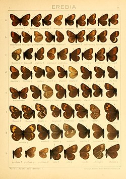 Yang Macrolepidoptera of the world (Taf. 36) (8145249291).jpg
