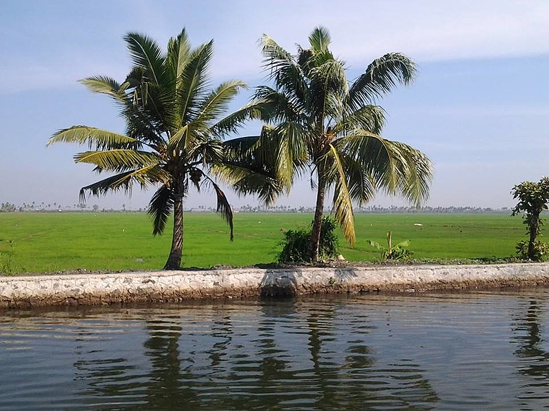 File:The Rice Field in Kuttanadu Kerala India.jpg