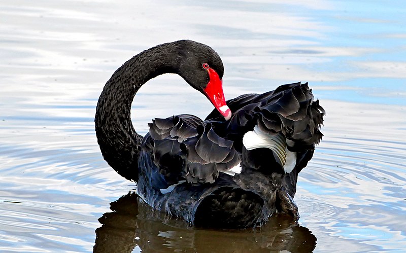 File:The black swan (Cygnus atratus) (33642907300).jpg