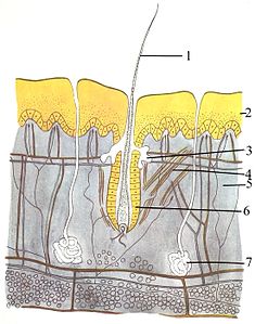 Mammal skin: (1) hair, (2) epidermis, (3) sebaceous gland, (4) Arrector pili muscle, (5) dermis, (6) hair follicle, (7) sweat gland. Not labeled, the bottom layer: hypodermis, showing round adipocytes The skin of mammals.jpg