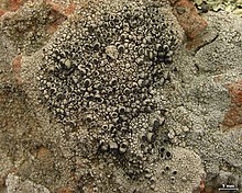 Thelomma santessonii is a crustose, areolate lichen. Thelomma santessonii - Flickr - pellaea.jpg