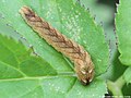 Thyatira batis (Linnaeus, 1758)