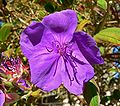 Tibouchina urvilleana