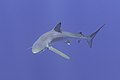 * Nomination Blue shark (Prionace glauca), Faial-Pico Channel, Azores Islands, Portugal --Poco a poco 20:06, 24 September 2021 (UTC) * Promotion  Support Good quality. --Carsten Steger 05:19, 25 September 2021 (UTC)