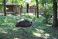 Deutsch: Emu