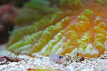 Tigergoby.jpg