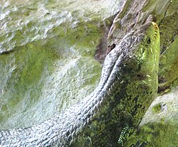 Tiliqua gigas Giant blue-tounged skink LoroParque IMG 6869.JPG