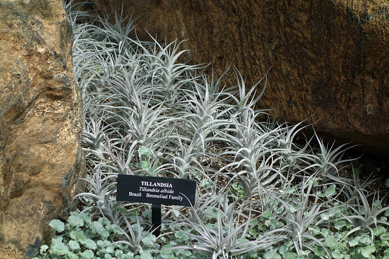 File:Tillandsia albida - Longwood Gardens - DSC01115.JPG