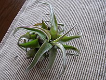 Tillandsia streptofillasi (6140977688) .jpg