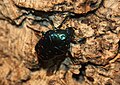 Tin foil beetle