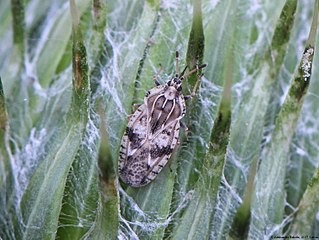 <i>Tingis cardui</i> species of insect