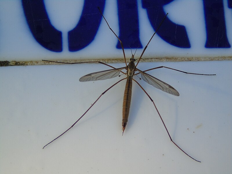 File:Tipula sp.001 - Ribadeo.jpg