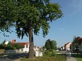 A protected oak from Cottbus.