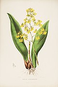 Trichocentrum cavendishianum