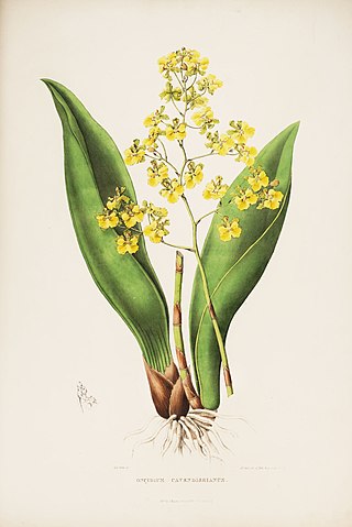 <i>Trichocentrum cavendishianum</i> Species of orchid