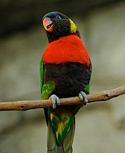 Trichoglossus haematodus -Newport Aquarium-8a-2c.jpg