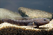 Tridentiger brevispinis (Hamamatsu, Shizuoka, Japonya, 2007) .jpg