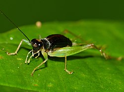 Trigonidiinae Cricket (Metioche sp.) (15524319361).jpg
