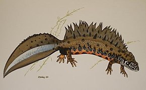 Descrierea imaginii Triturus dobrogicus dunai tarajosgőte.jpg.