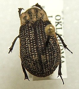 Trox unistriatus