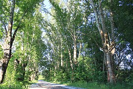 Route près du village